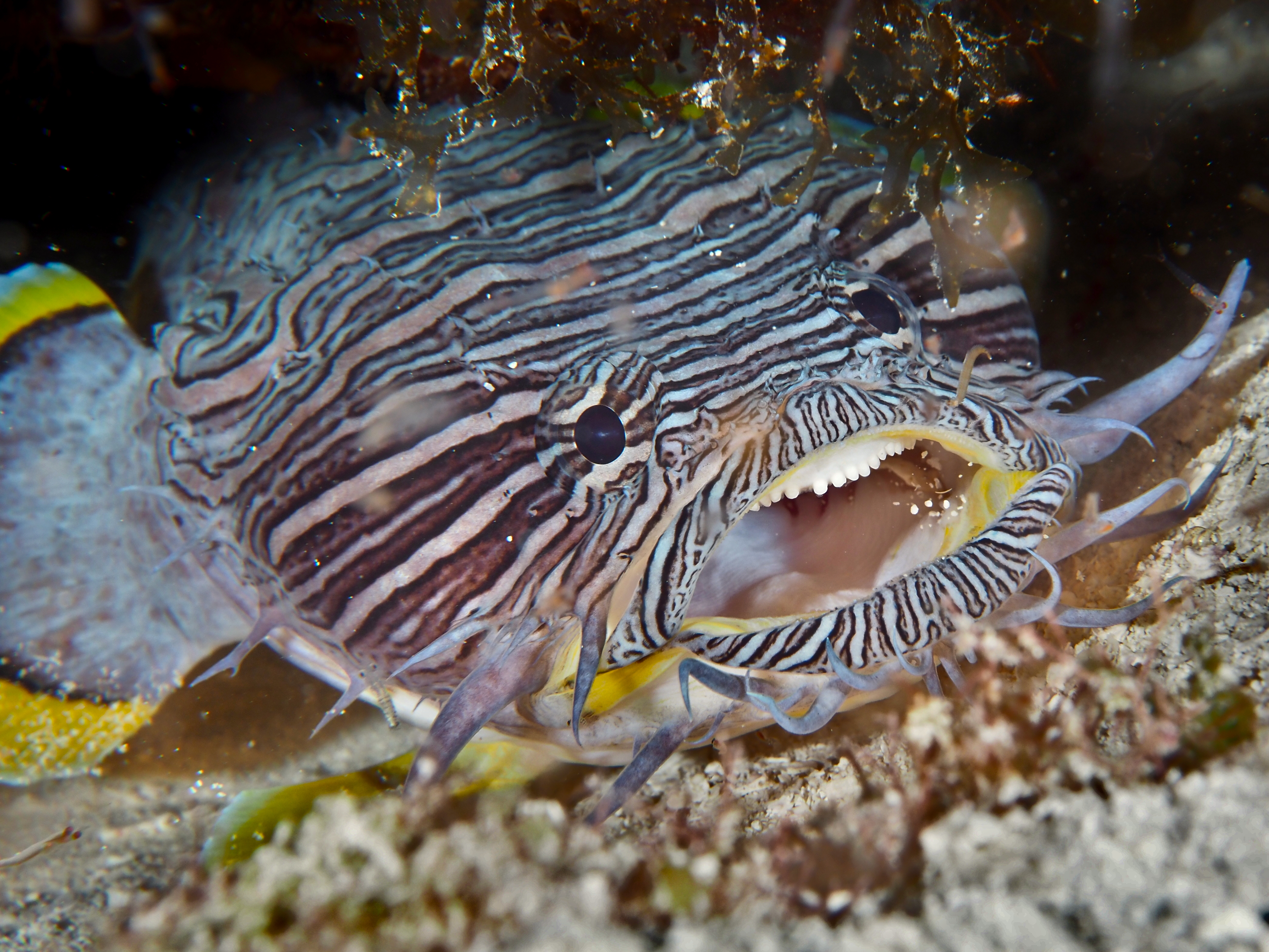Splendid Toadfish